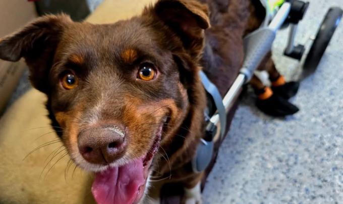 Lil Debbie the dog in her wheelchair